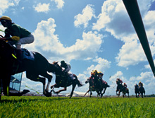 York Races, inside rail